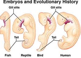 Evidence of Evolution: Genetics, Paleontology with Examples & Videos