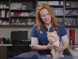 How to give a Transmucosal Medication to your Cat - Cat Care Clinic