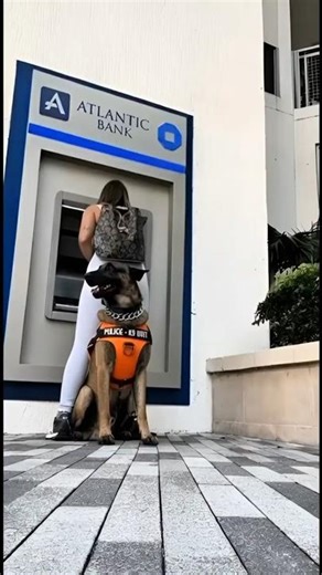Elite K9 Guard Protects Young Girl at ATM — Total Control 🐕‍🦺🏧 #army #malinoismonday #k9master