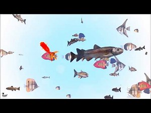 Vidéo pour chats avec des poissons Vidéo de divertissement pour chats