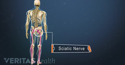 Sciatic Nerve Anatomy
