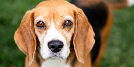 Sioux Falls Area Humane Society over capacity for dogs