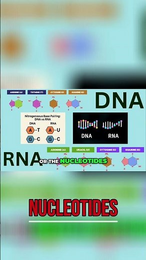 DNA vs RNA: Key Differences Explained Simply