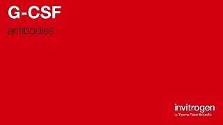 Anti-G-CSF Antibodies | Invitrogen