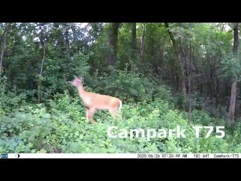 2020 NEW Campark T75 20MP WIFI HD Trail camera | First daytime video