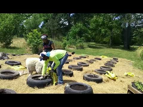 Planting WATERMELON In The Melon Patch