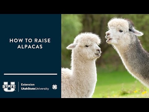 How to Raise Alpacas
