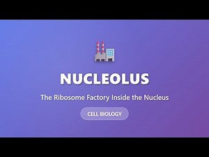 Nucleolus: The Ribosome Factory Inside the Nucleus | Cell Biology Explained