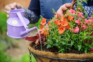 How to create a summer hanging basket