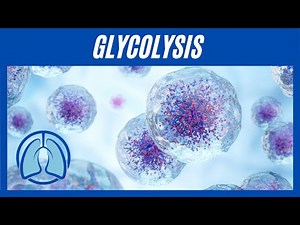 Glycolysis Simplified: Understanding the Essentials of Cellular Energy Production