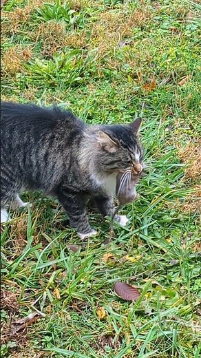 Catching Rats With My Cats For The Chickens!! #barncats