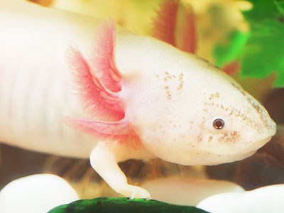 Where do Axolotls Live in the Wild? - Axolotl Nerd