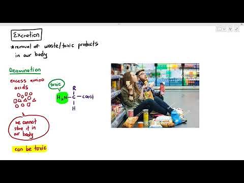 14-2 Excretion & Deamination (Cambridge AS A Level Biology, 9700)