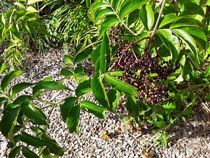 4 Easy Ways to Propagate Elderberry Plants