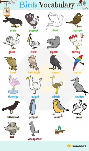 Birds Names and List of Birds with Pictures • 7ESL