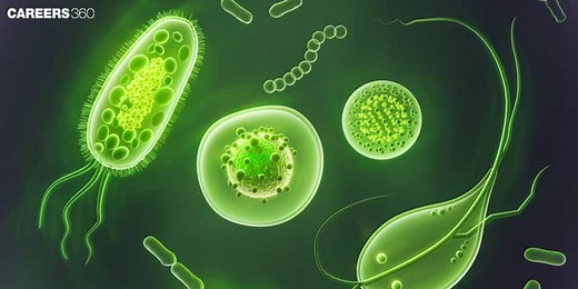 Protista: Definition, Characteristics, Classification & Economic Importance