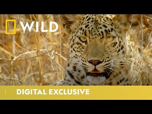 Perfect Den for Leopard Cubs | Wild Cats of India: Big Cat Kingdom | National Geographic Wild UK