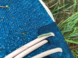 Armyworms: What are they, how they can tear up yards, and how to combat them