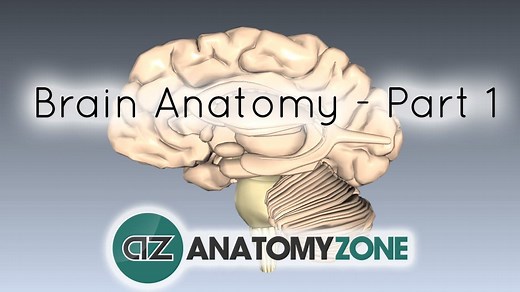 Basic Parts of the Brain - 3D Models, Video Tutorials & Notes | AnatomyZone