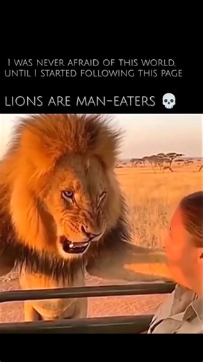 wierd_world on Instagram: "Lions that actively hunt humans—becoming "man-eaters"—almost always do so due to specific circumstances, which make a human an easier meal than their usual prey. These reasons include: ​Injury or Illness: An old lion or one with dental injuries (like the famous Tsavo Man-Eaters) may be unable to take down large, fast prey, forcing them to hunt slower, easier targets like humans. ​Prey Scarcity: If a lion's natural food source is severely depleted (often due to drought 