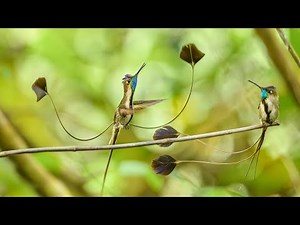 Marvelous Spatuletail Hummingbird courtship display and mating