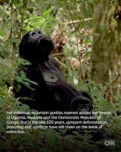 CNN Africa on Reels | Facebook