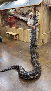 30M views · 76K reactions | Since everyone loved seeing this big girl when we first got her, here’s a little update on this possible world record python! | The Reptile Zoo | Facebook