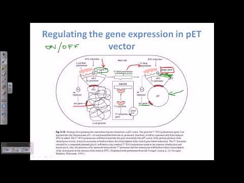 Expression vector, pET vector
