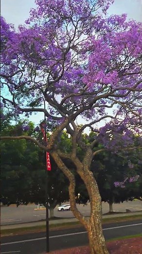 When Australia Turns Purple 💜 | The Jacaranda Season in Full Bloom