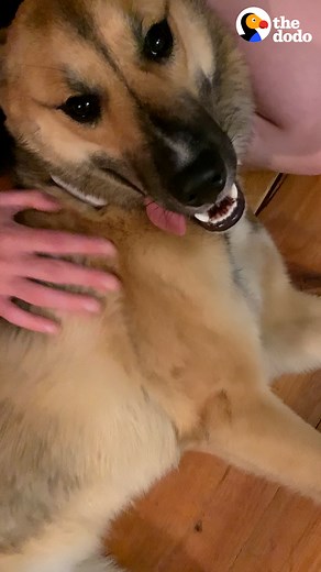 This is the sweetest…💘 | The Dodo