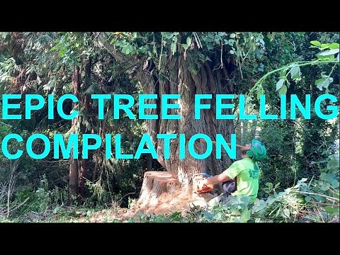 Epic Tree Felling Compilation!