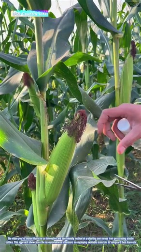 The Art of Crop Protection: Using Plastic Bottles to Shield Corn from Pests