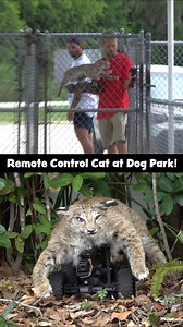 4.4M views · 89K reactions | Remote Control Cat at Dog Park! | RossCreations | Facebook