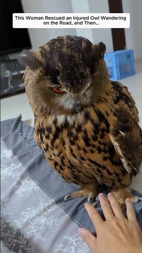 This Woman Rescued an Injured Owl Wandering on the Road, and Then…