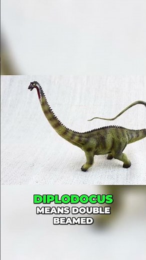 Discovering Diplodocus - The Giant of the Jurassic Era