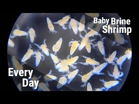 How To Hatch Baby Brine Shrimp, All Day Every Day (With Timestamps)