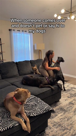 Why I Refuse to Put My Dogs Away When Guests Arrive