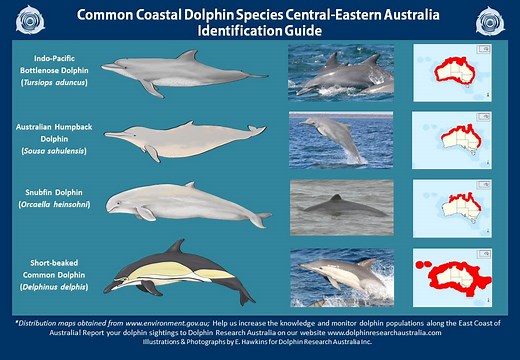 Dolphin Identification Guide - Dolphin Research Australia.Org
