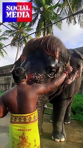 2.8M views · 126K reactions | ಈ ಮುದ್ದಾದ ಆನೆಯ ಹೆಸರು ಸೆಂಗಮಲಂ....