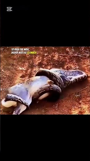 Python Swallows an Antelope Whole | Real Shocking Wildlife Footage 😱🐍