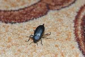 10 Tiny Black Bugs that Bite in Texas (2023 Guide) - The Gardening Dad