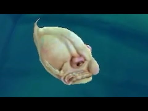 Where To Find Blobfish - Hungry Shark: World