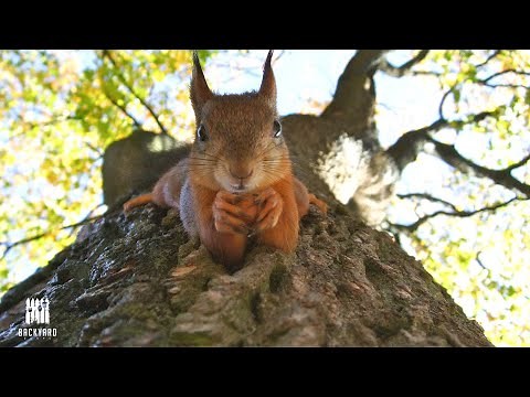 What Do Squirrels Eat: 7 things to feed them And 3 You Shouldn't | Backyardscape