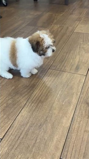 Shichon puppies #puppy #cute @everyone #disney