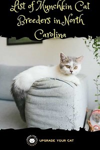 Munchkin Cat Breeders in North Carolina | Kittens & Cats for Sale