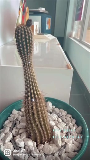 Took 5 months for it to grow from a nub to a beautiful flower!! #cactus #fyp #cactusflower #pretty #prettyinpink #bloom #workplant #flowers #newgrowth #growbabygrow #2022 #newflowers