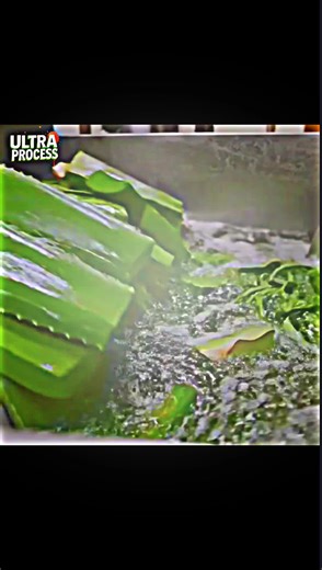 Inside The Extreme Million-Liter Aloe Vera Gel Factory