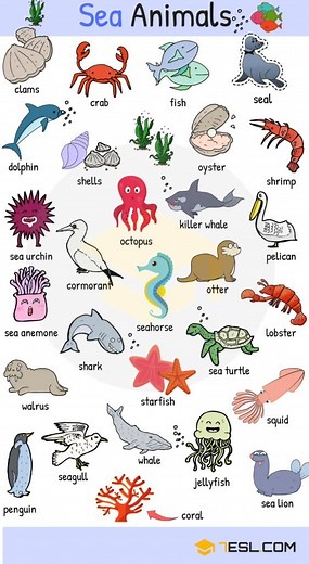 Sea Animal Names in English: Pictures, Audio & Vocabulary Practice • 7ESL