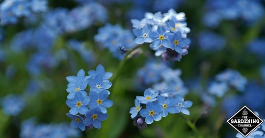How to Grow Forget Me Not Flowers, Explained - Gardening Channel