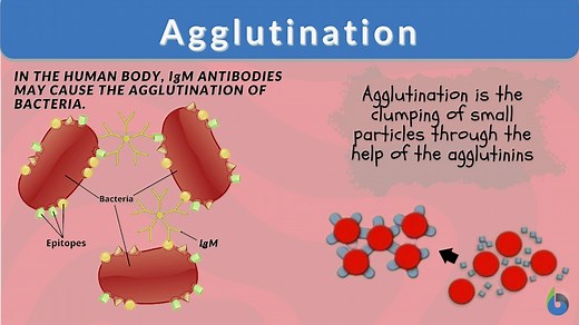 Agglutination - Definition and Examples - Biology Online Dictionary